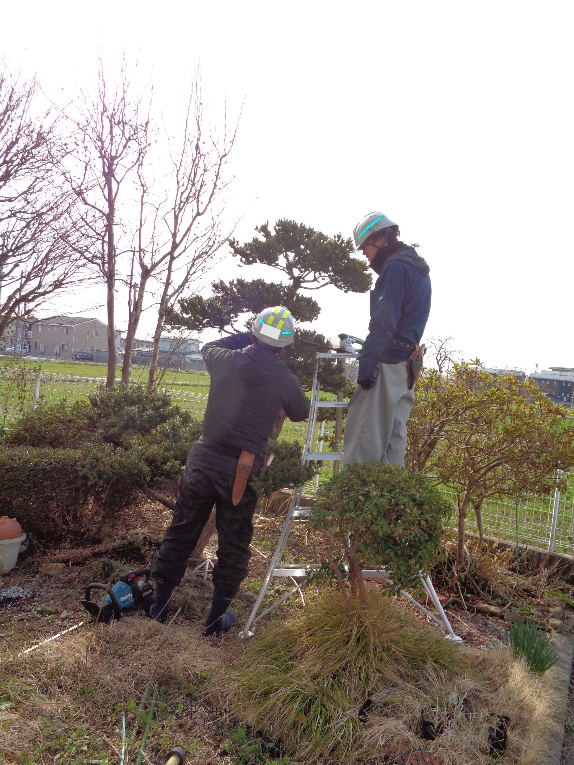 花巻市　庭木剪定作業