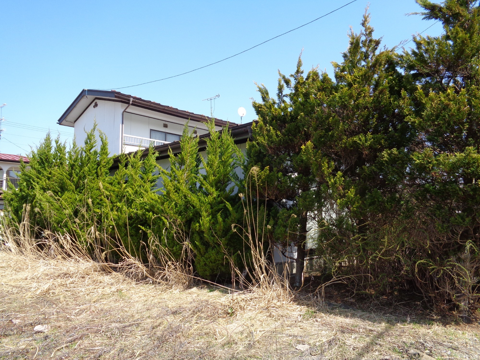 北上市　庭木剪定作業