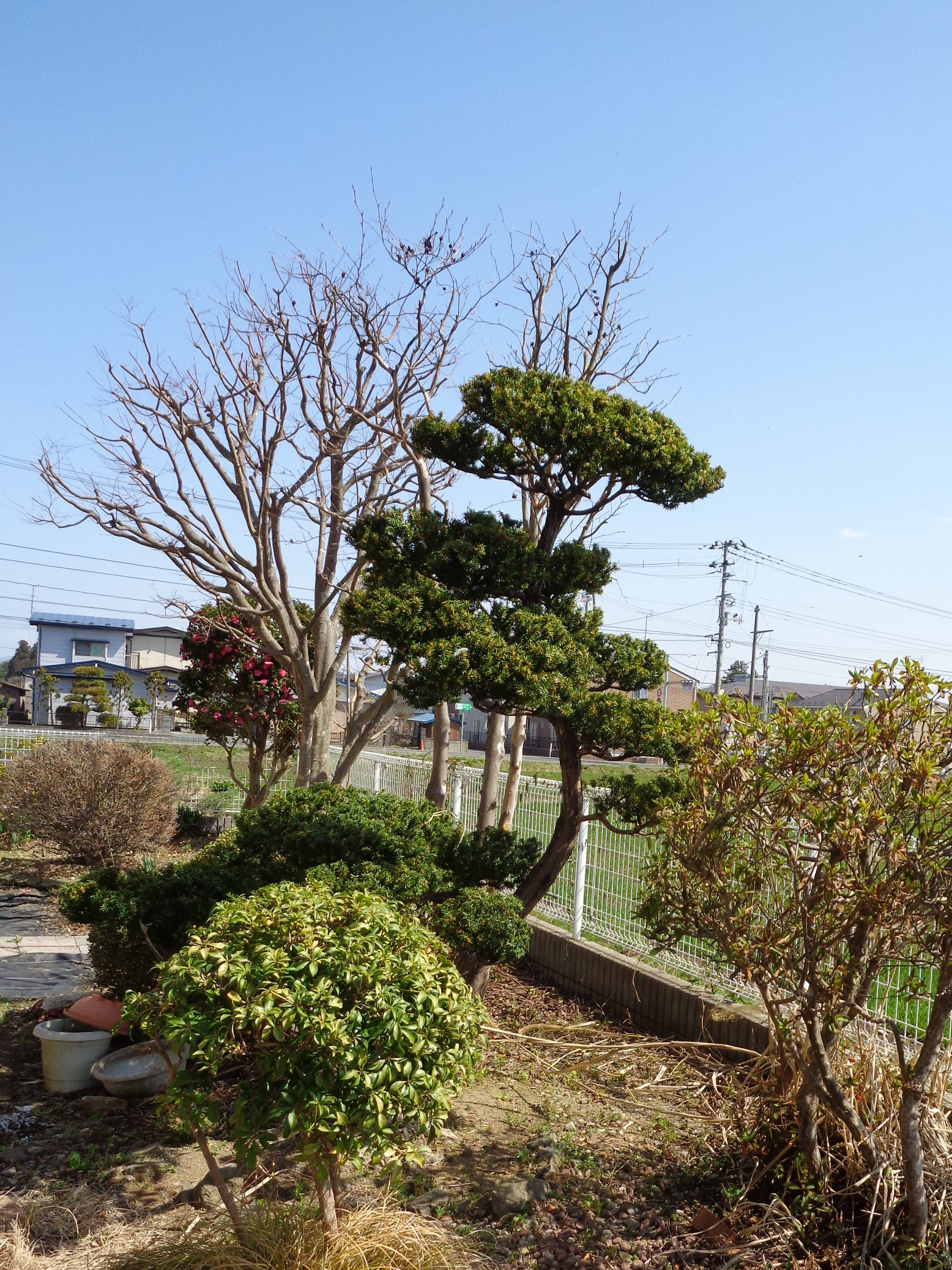 花巻市　庭木剪定作業